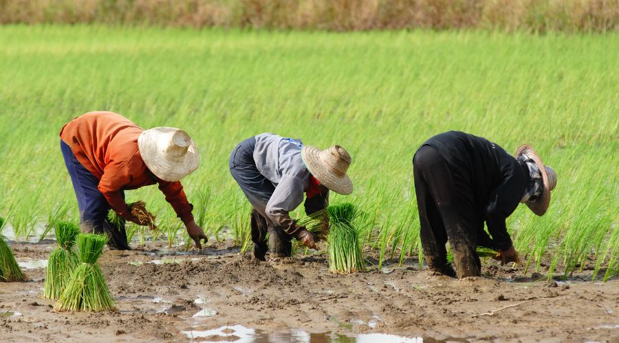 farm rubber boots